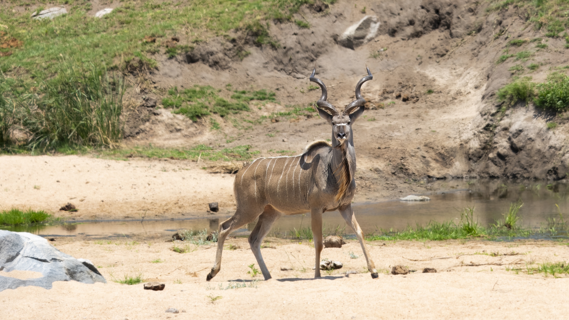 Kruger25 2025 10 29 11 35 47 ILCE 1M2 315